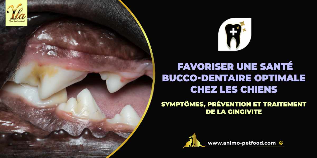 Symptômes, Prévention et Traitement de la Gingivite chez les Chiens